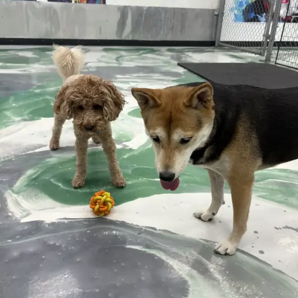 Dog boarding suite at K9 Rox Club Las Vegas